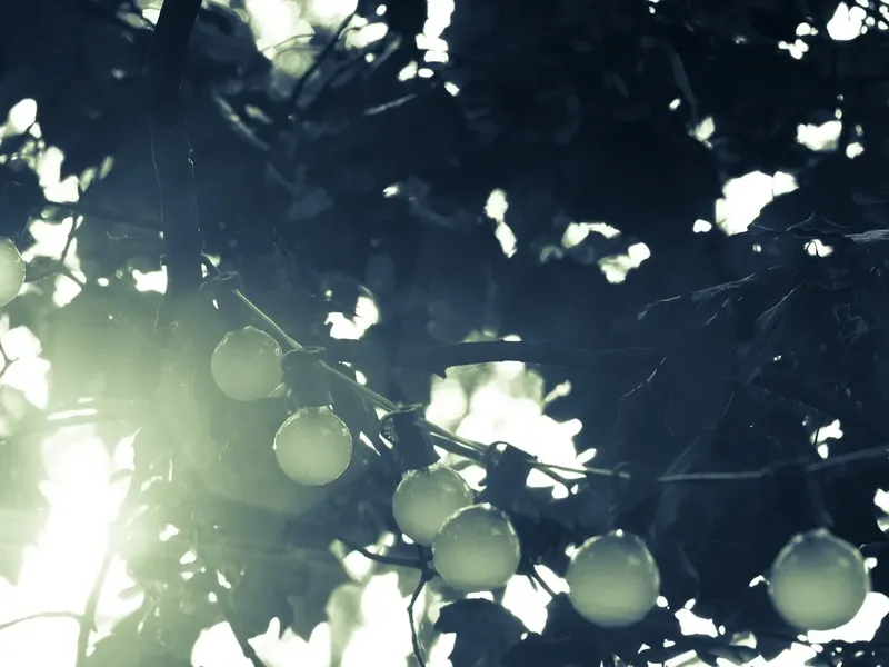 String gris